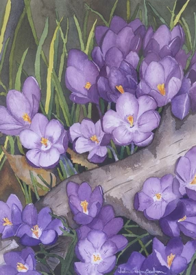 Crocus